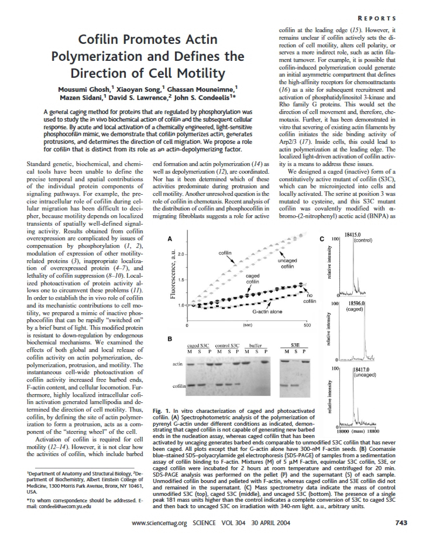 Actin Polymerization via Cofilin