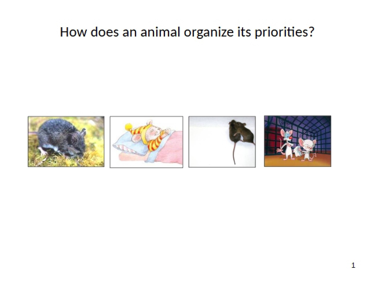 Behavior Organization