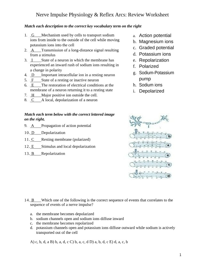 Nervous System Organization - Anatomy & Physiology Review