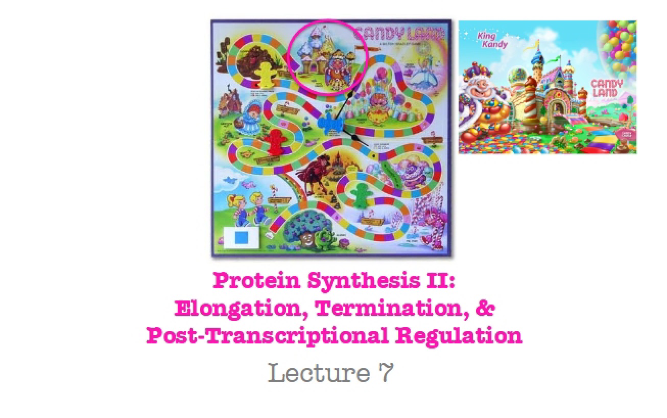 Elongation - Cell Biology