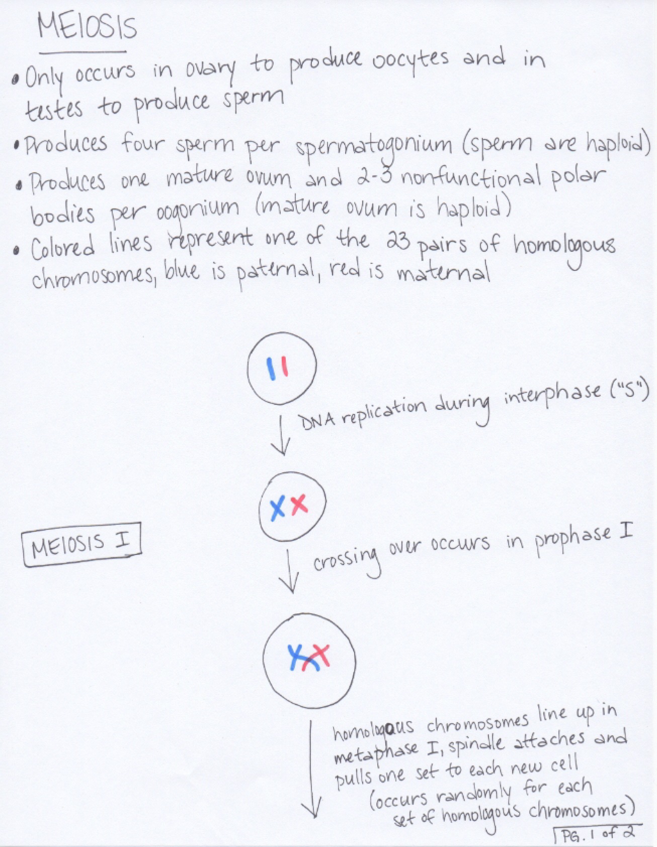 Cell Division Meiosis