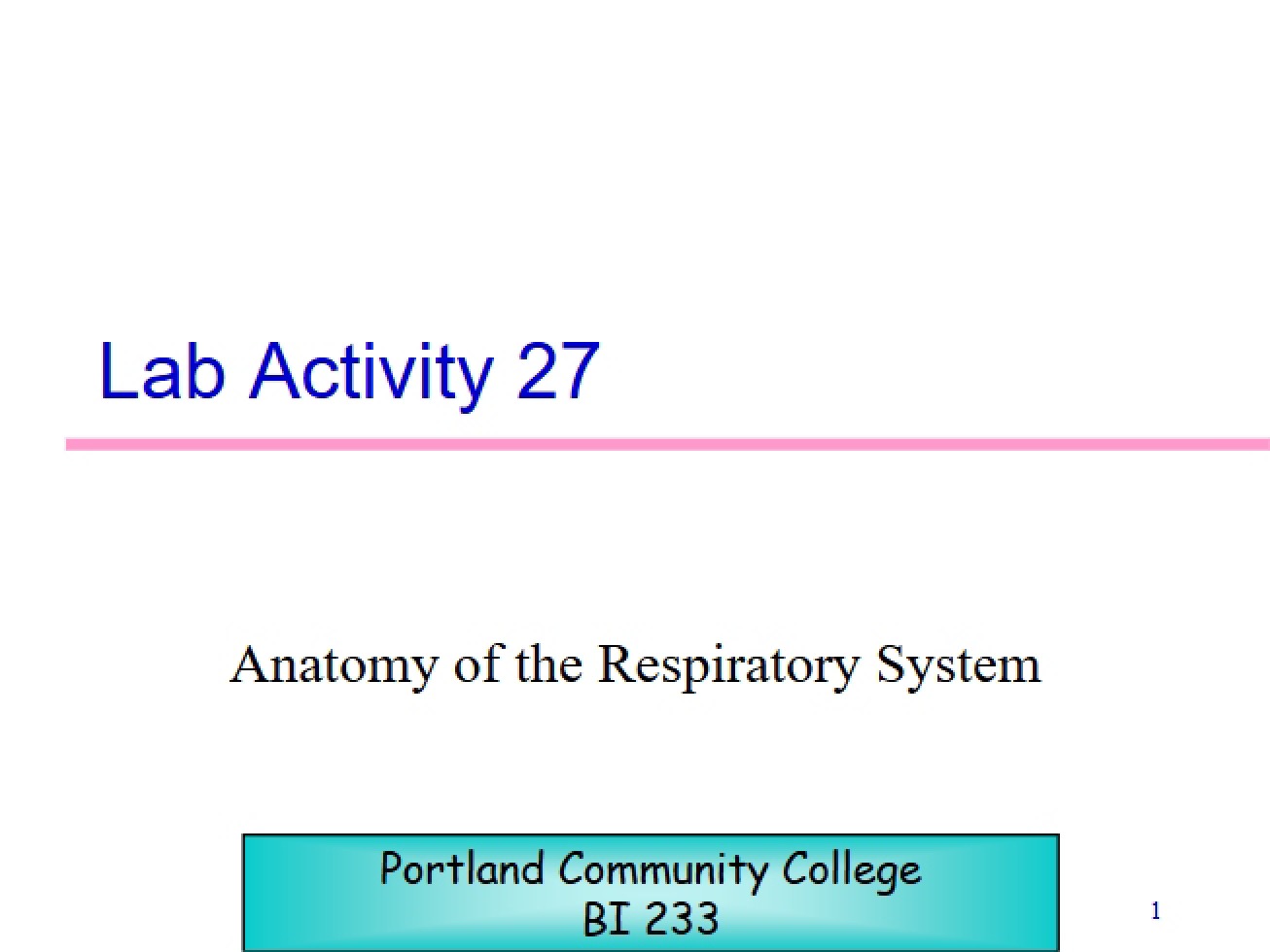 Respiratory System Anatomy