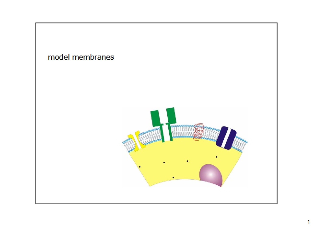 Membrane Modeling