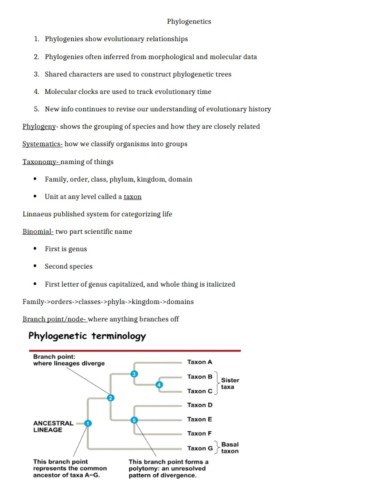 Phylogenetic Studies