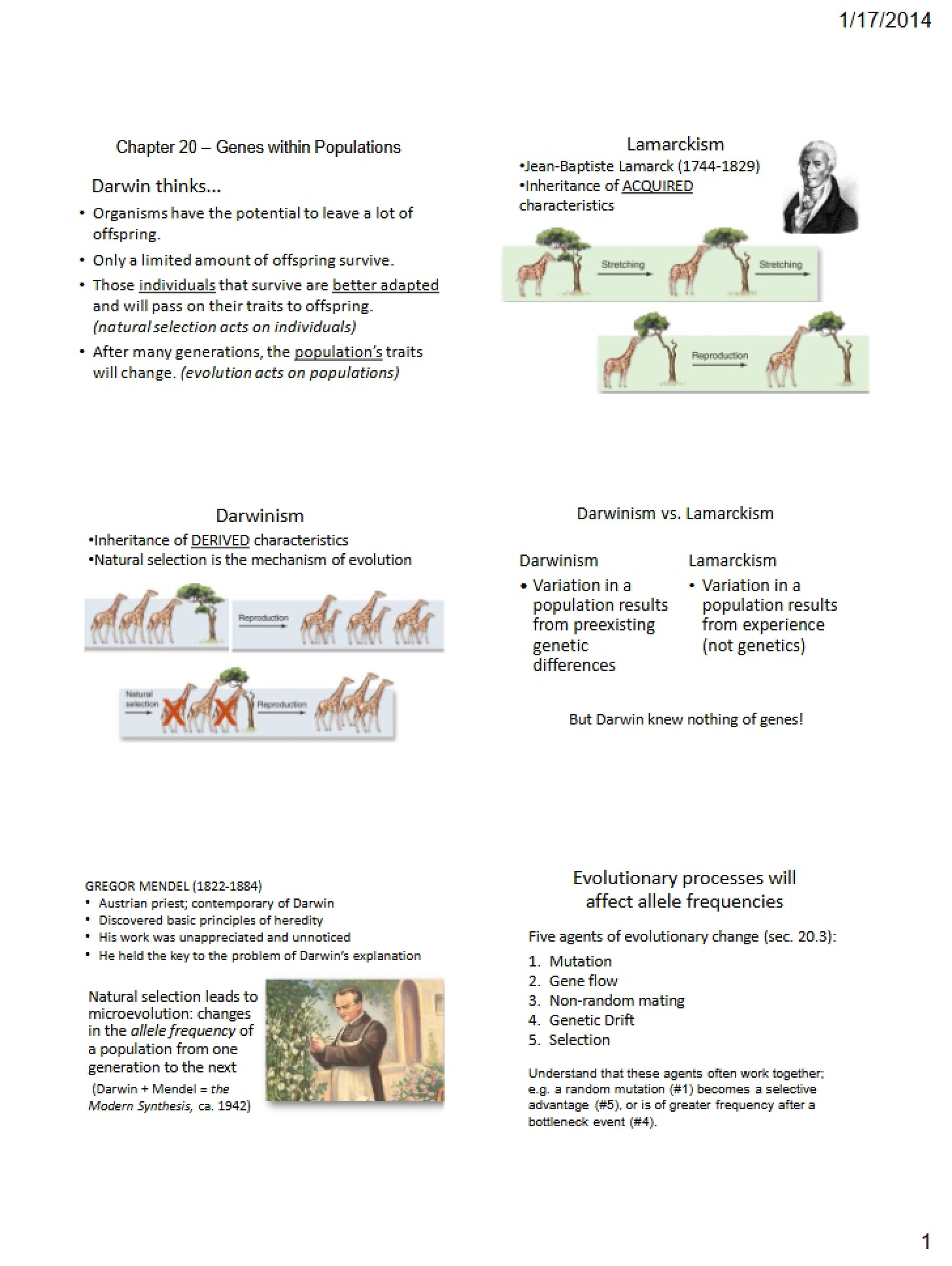 Genes in Populations (Chapter 20)