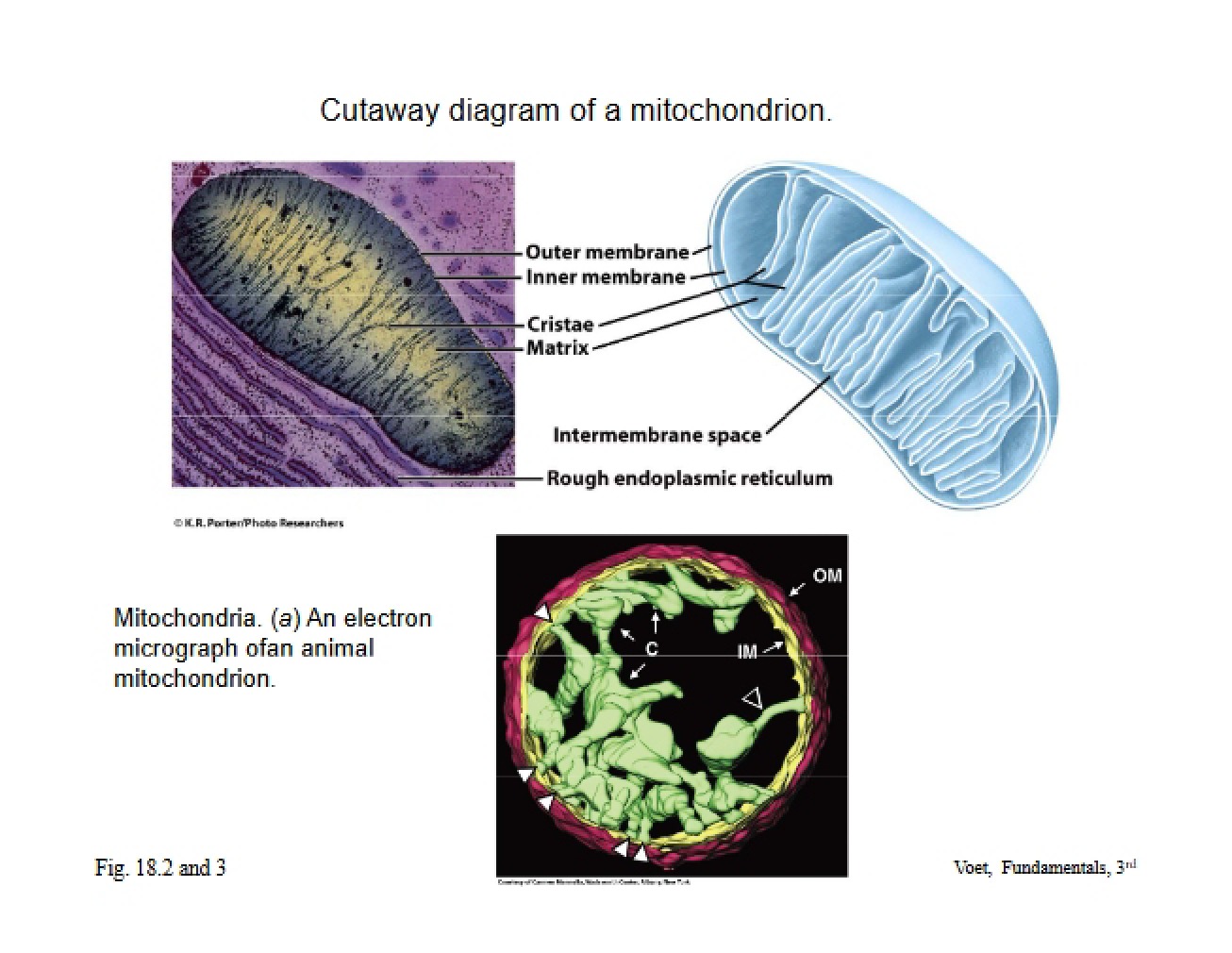 Presentation on Metabolic Biochemistry Topics