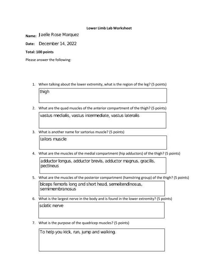 Worksheet on Lower Limb Anatomy