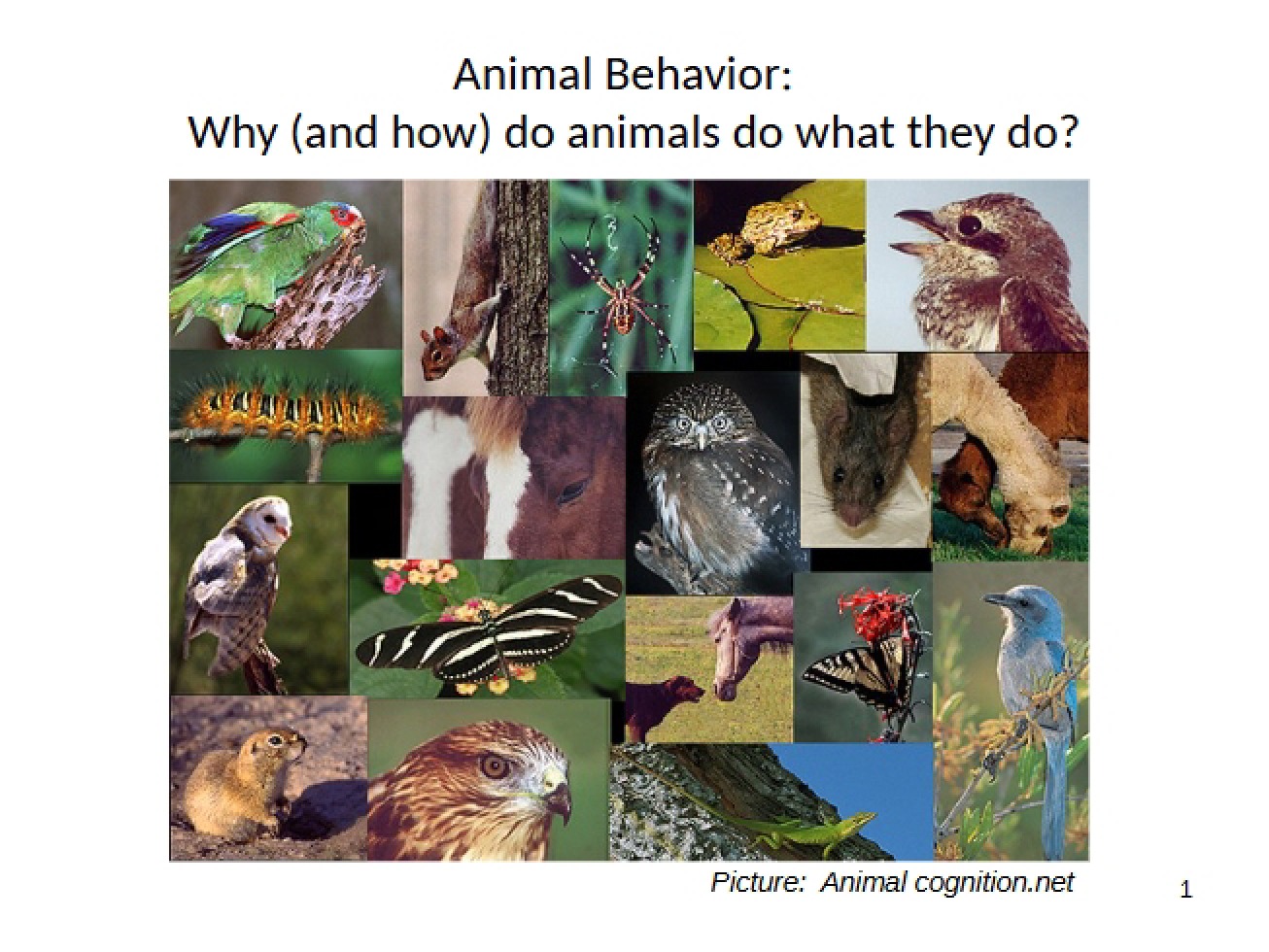 History and Natural Selection