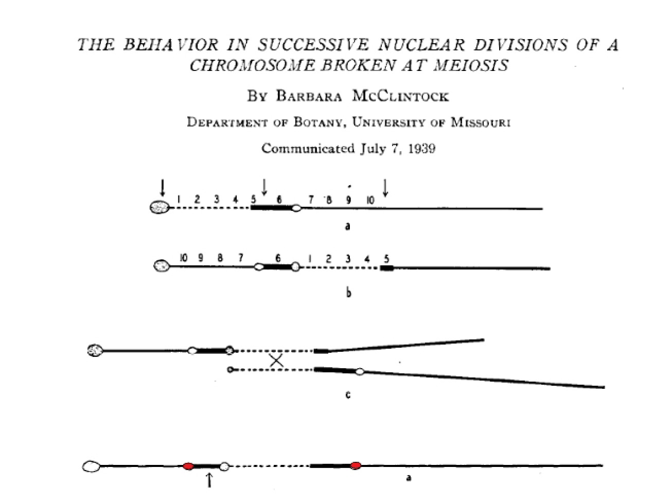 Chromosome Breakage at Meiosis Behavior in Nuclear Divisions