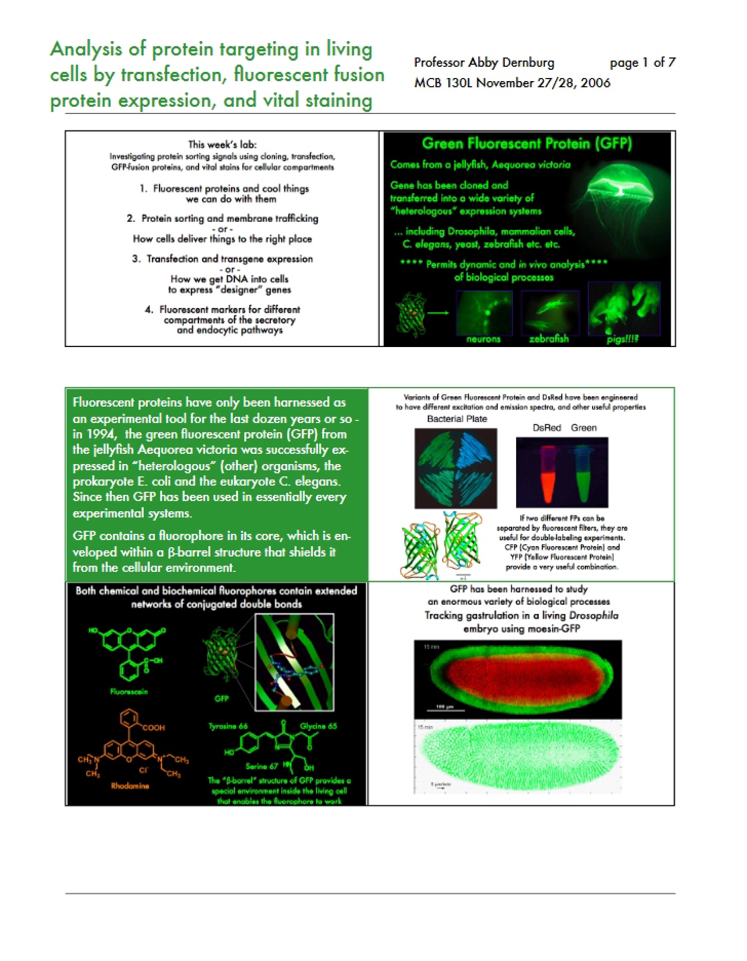 Living Cells Protein Targeting Analysis