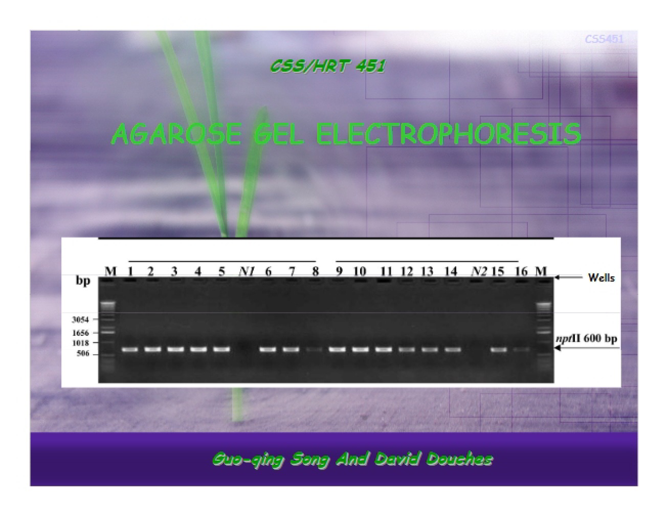 Electrophoresis Techniques