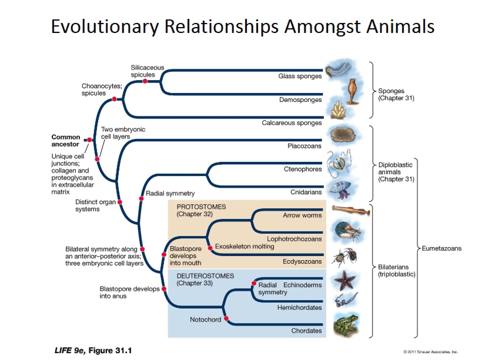 Animal Evolutionary Relationships