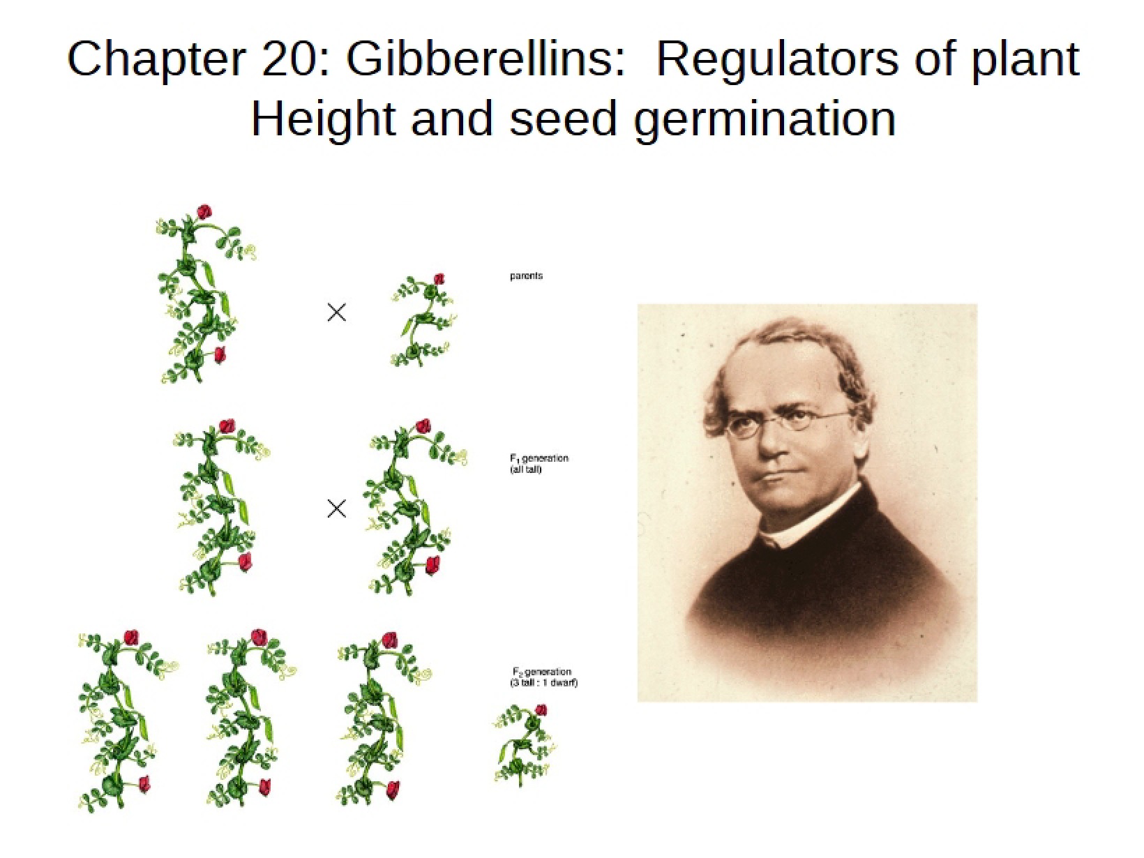 Ch 20 - Gibberellins and Plant Regulation
