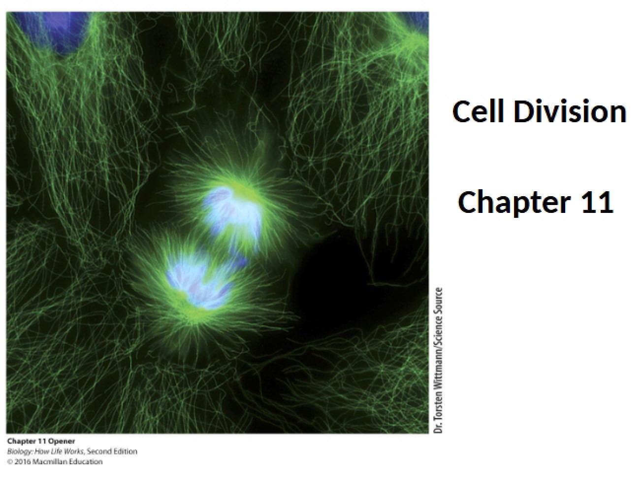 Chapter Eleven Cell Division