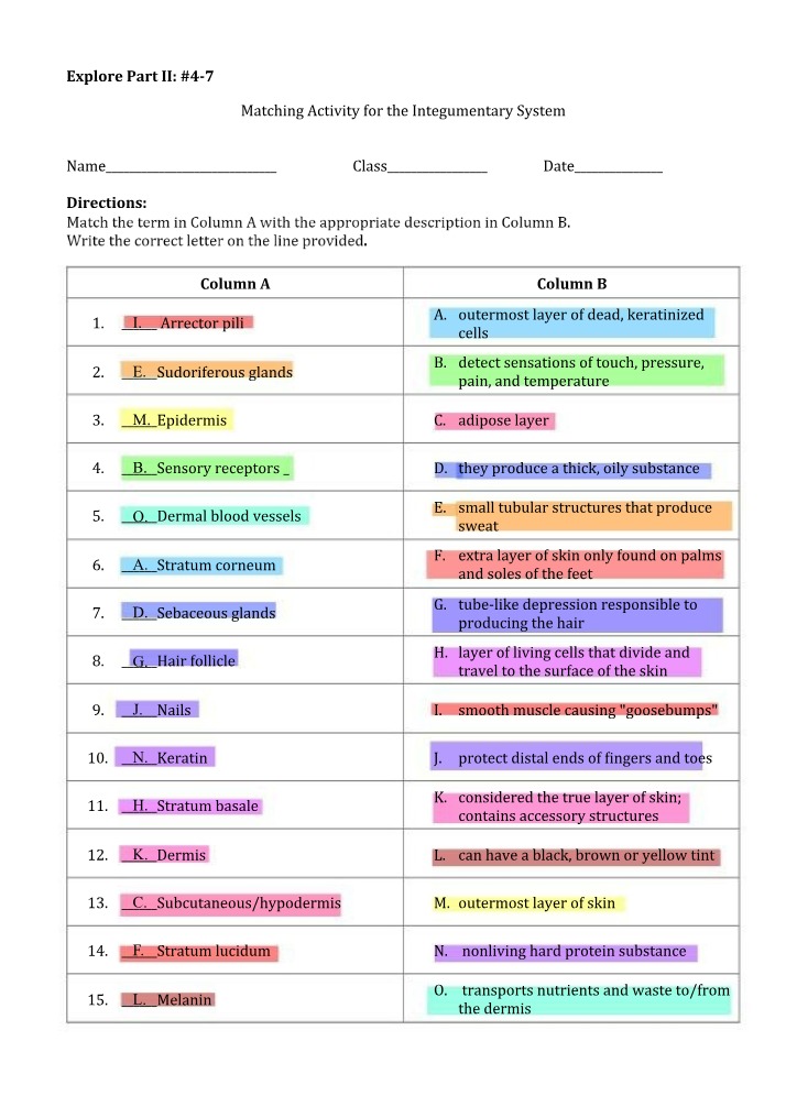 Integumentary System Matching Activity