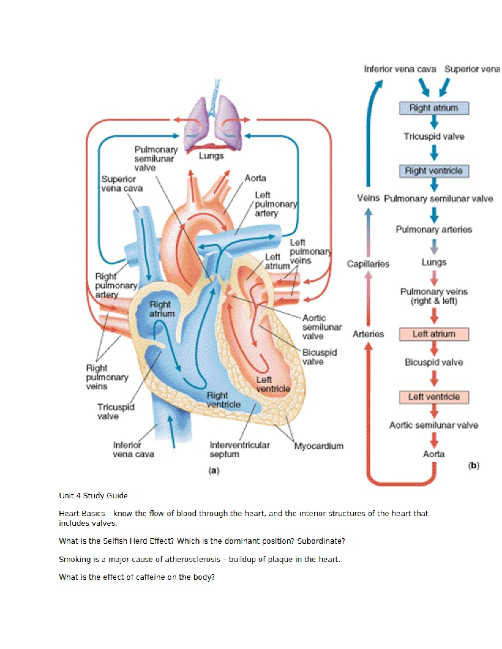 Study Guide for Cardiac System