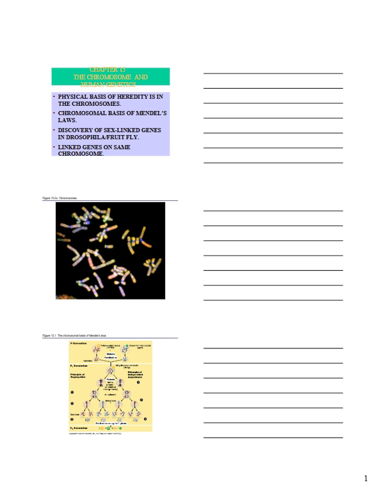 Human Genetics - 15