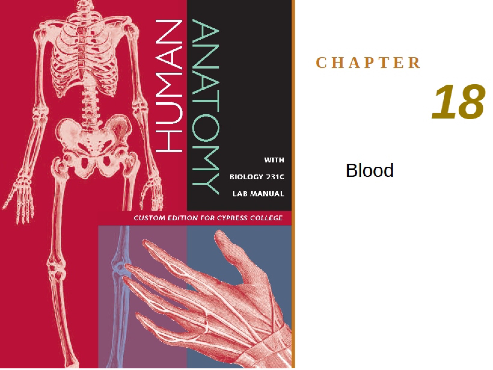 Human Blood
