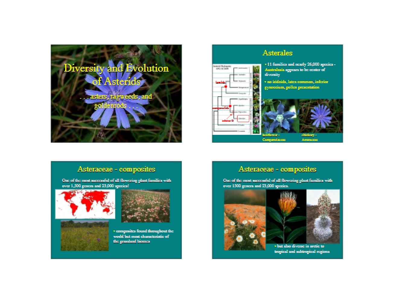 Asterids Evolution and Diversity
