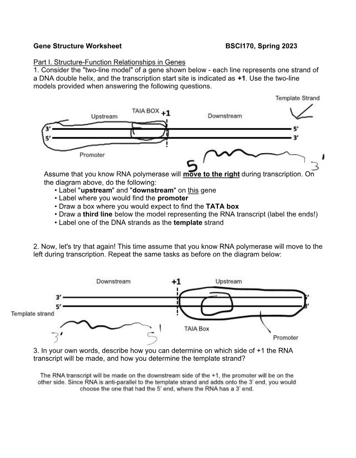 Worksheet on Gene Structure