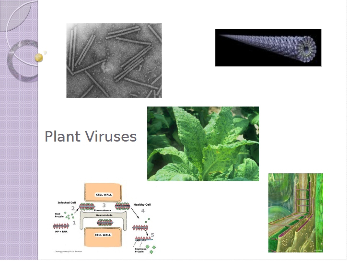Viruses Lecture 19 (2013)