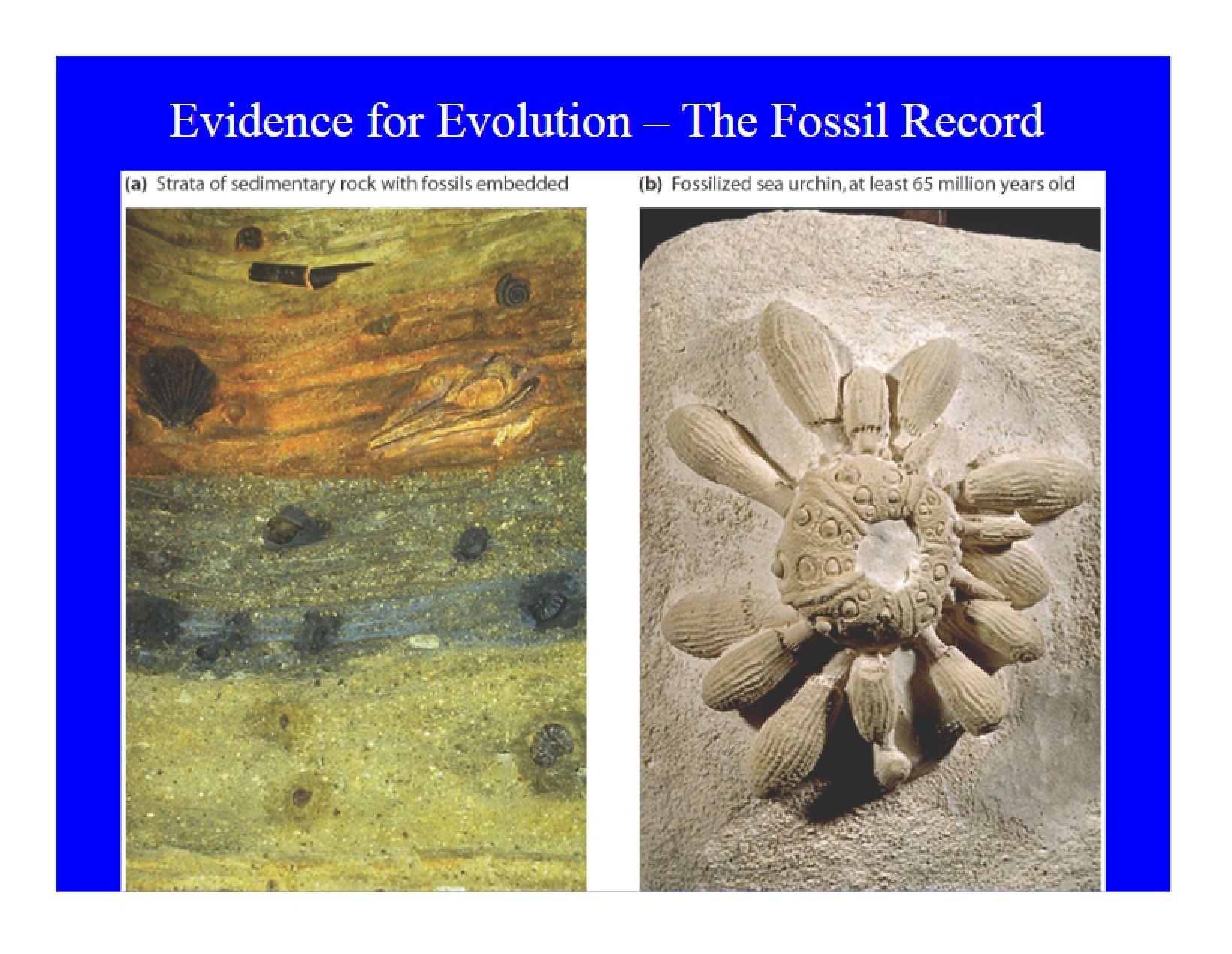 Fossil Record Evidence for Evolution