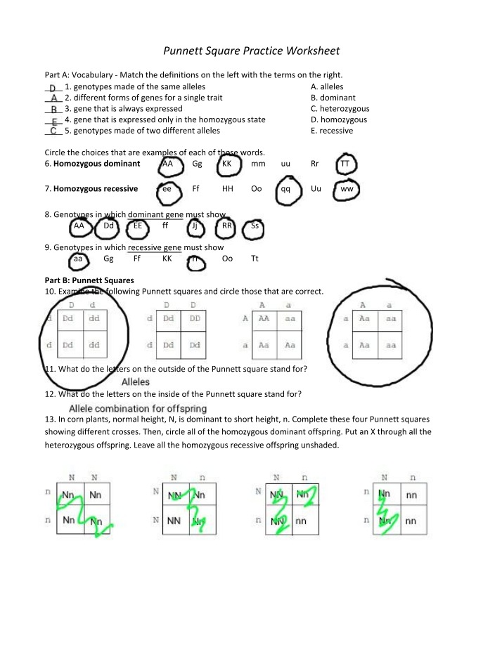 Worksheet - Punnett Square Practice