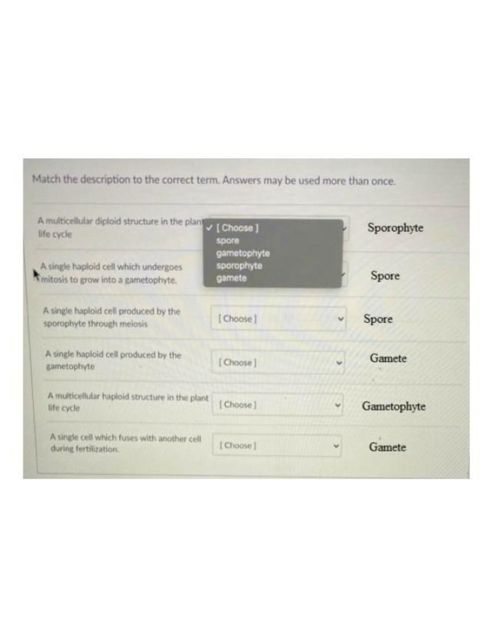 Gametophyte, Sporophyte, Spores, and Gamete Description Match