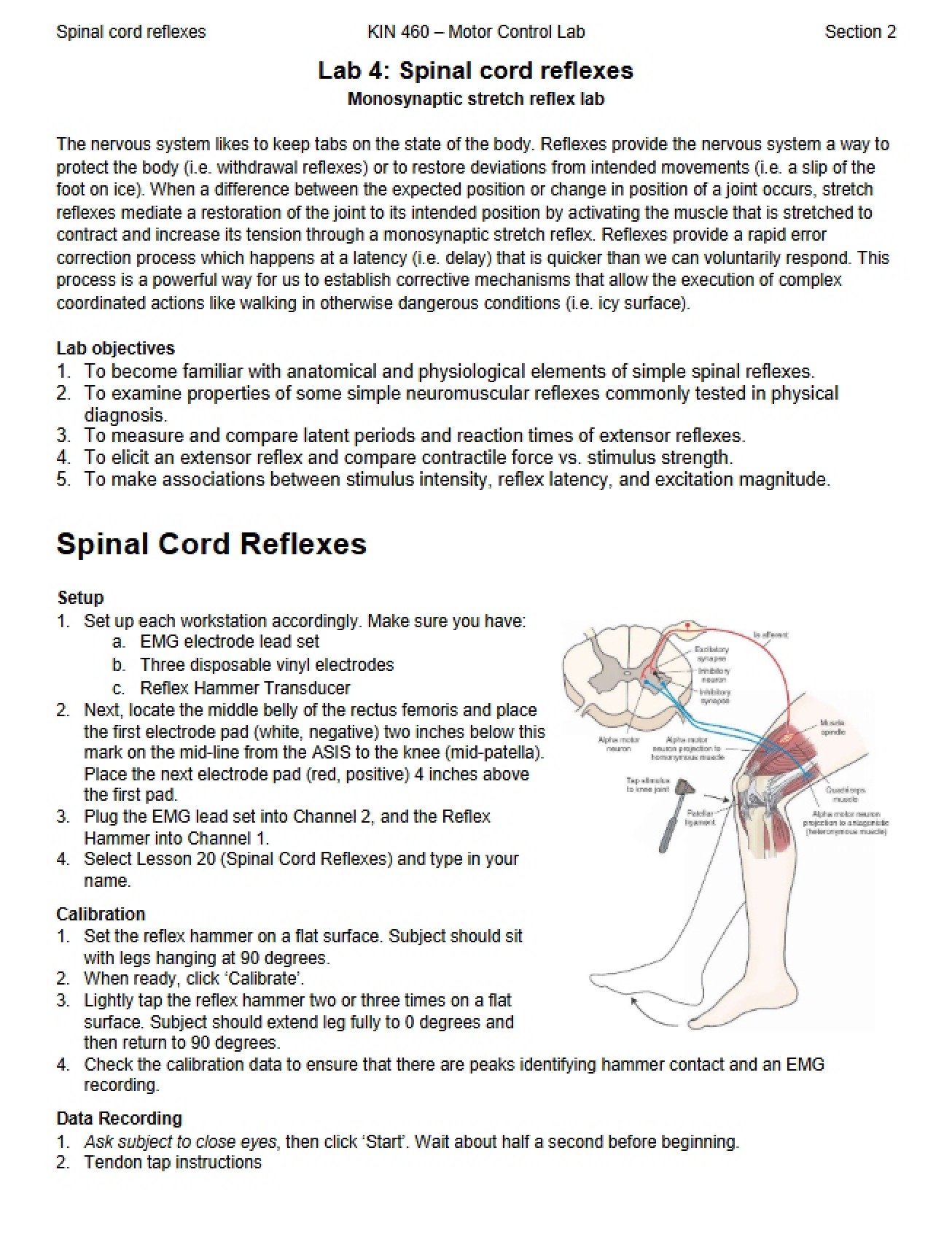 Spinal Cord Reflexes Lab Four