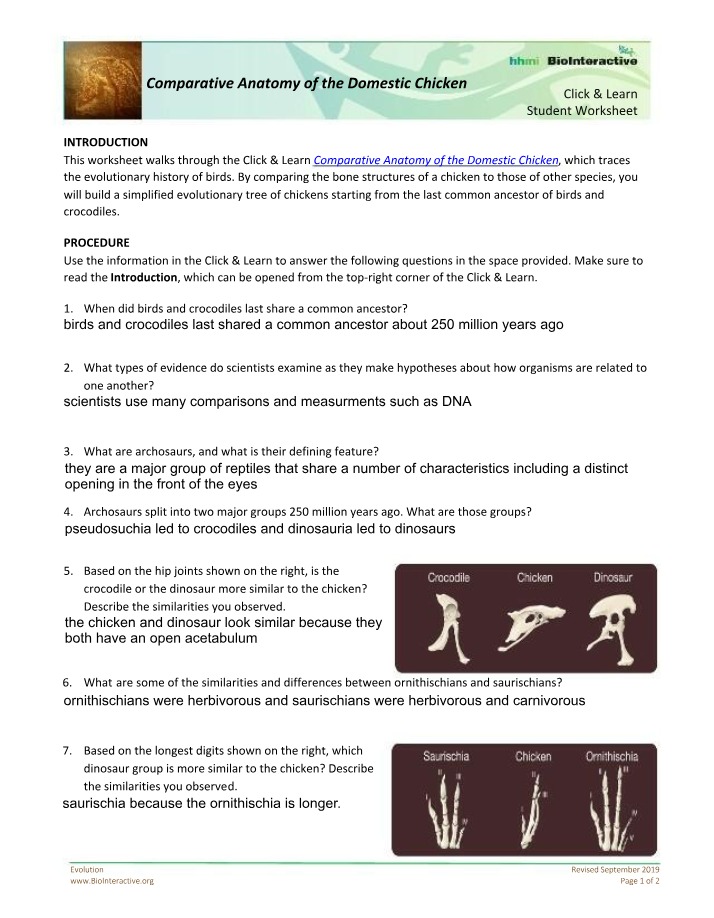 Worksheet on Evolution
