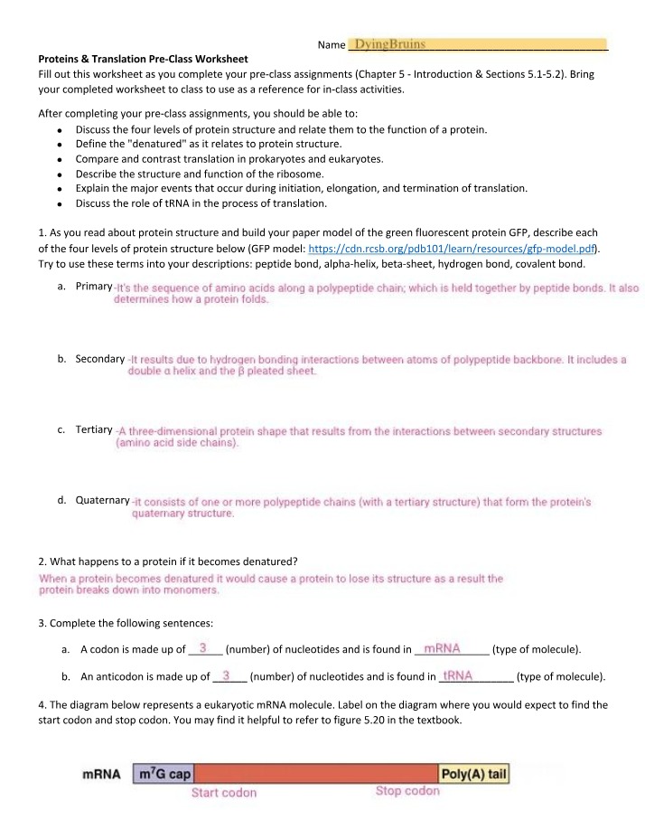 Pre-Class Worksheet - Proteins and Translation