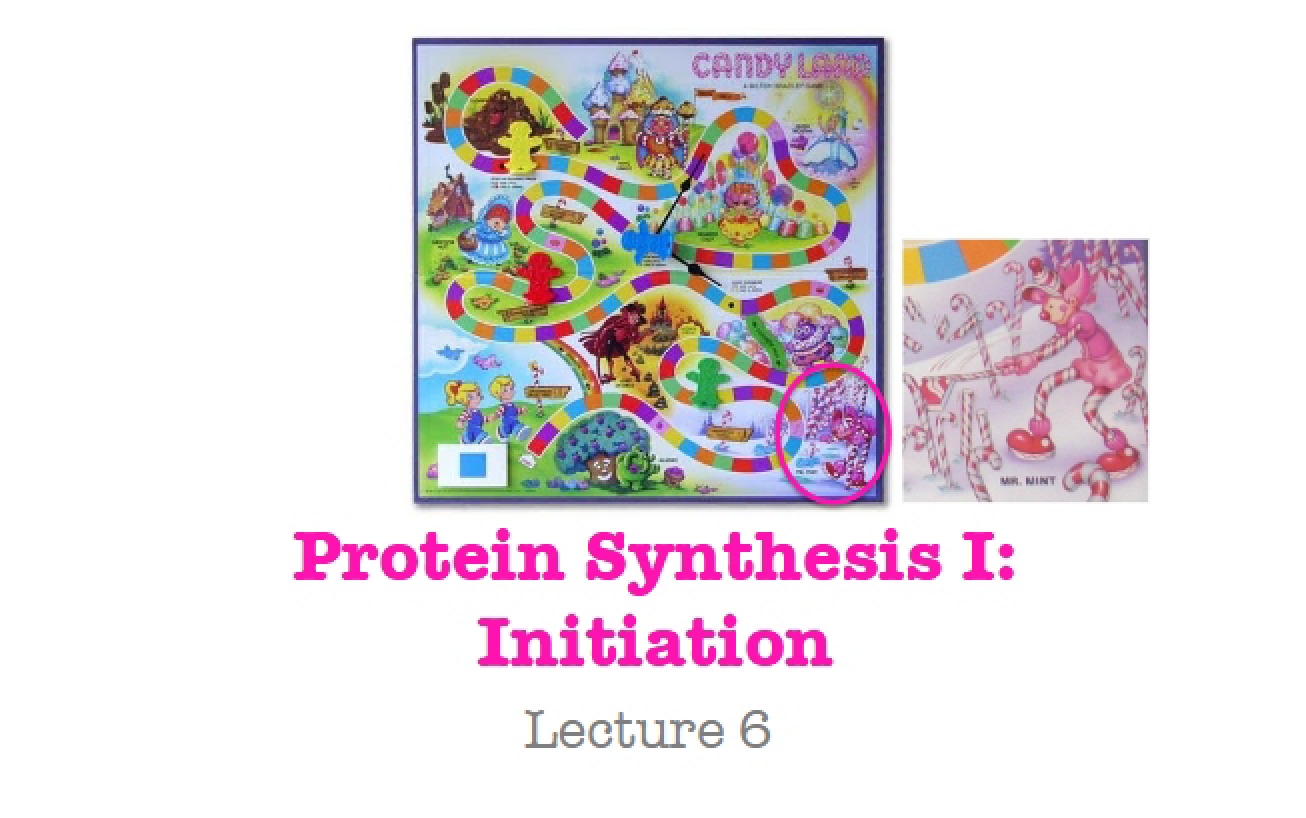 Protein Synthesis I Initiation