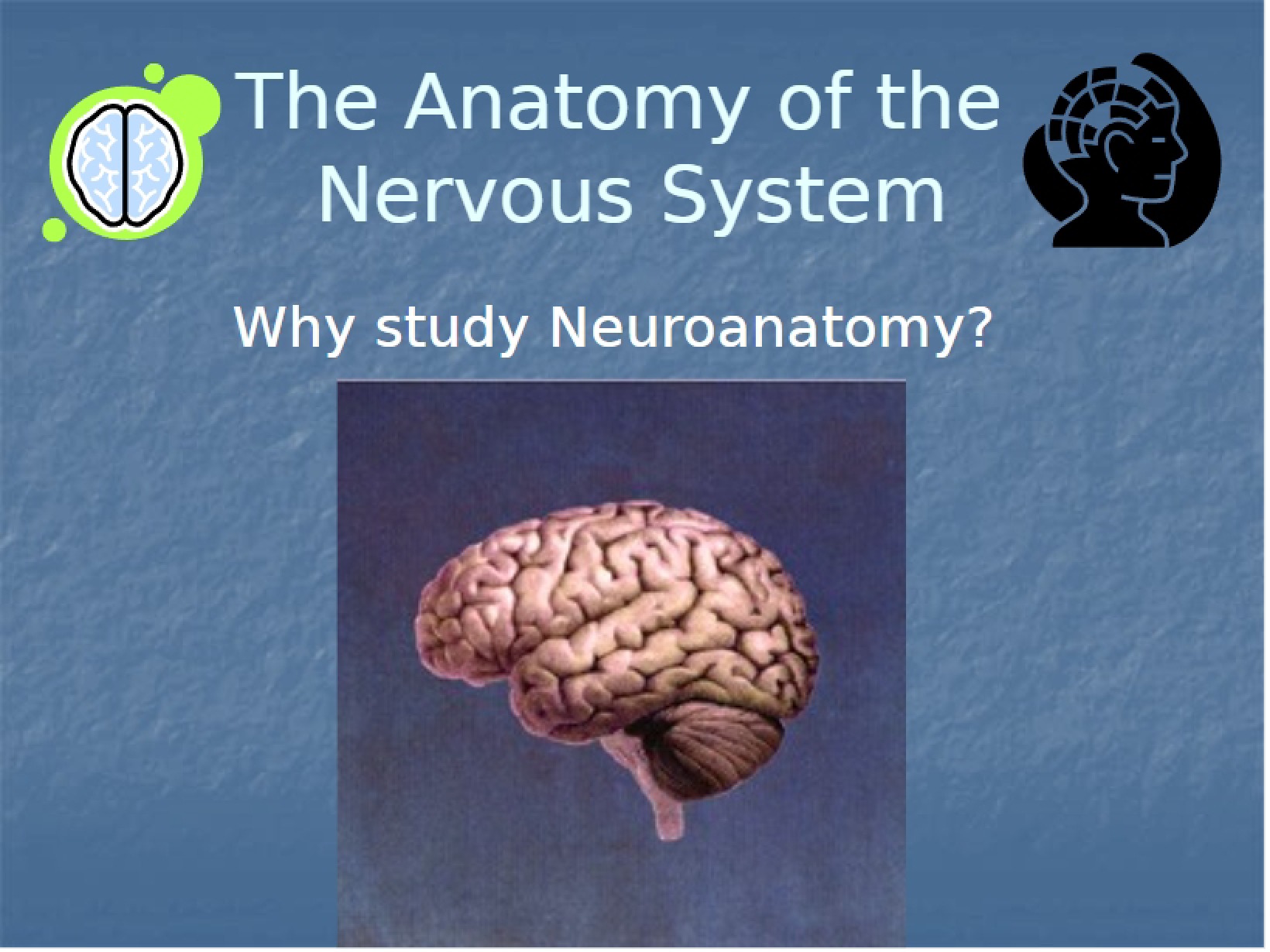 Nervous System Anatomy