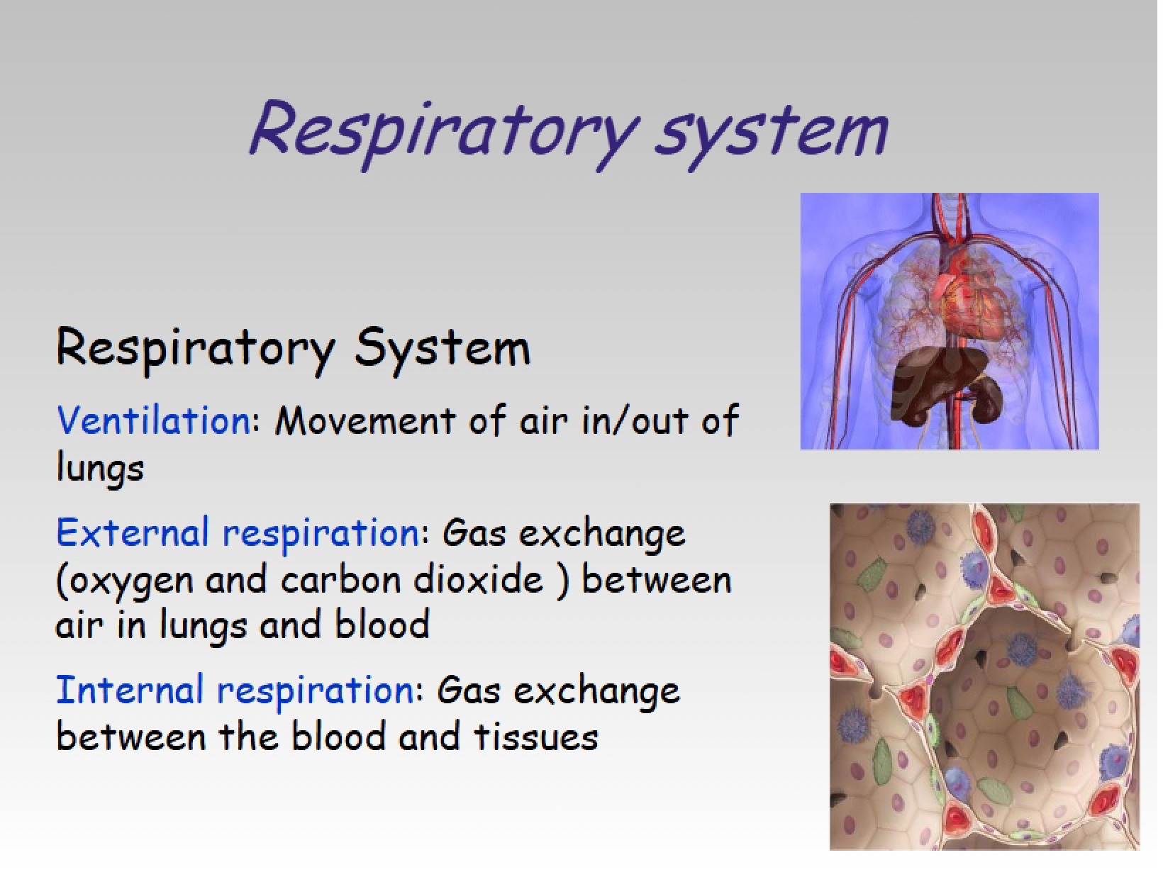 Respiratory System