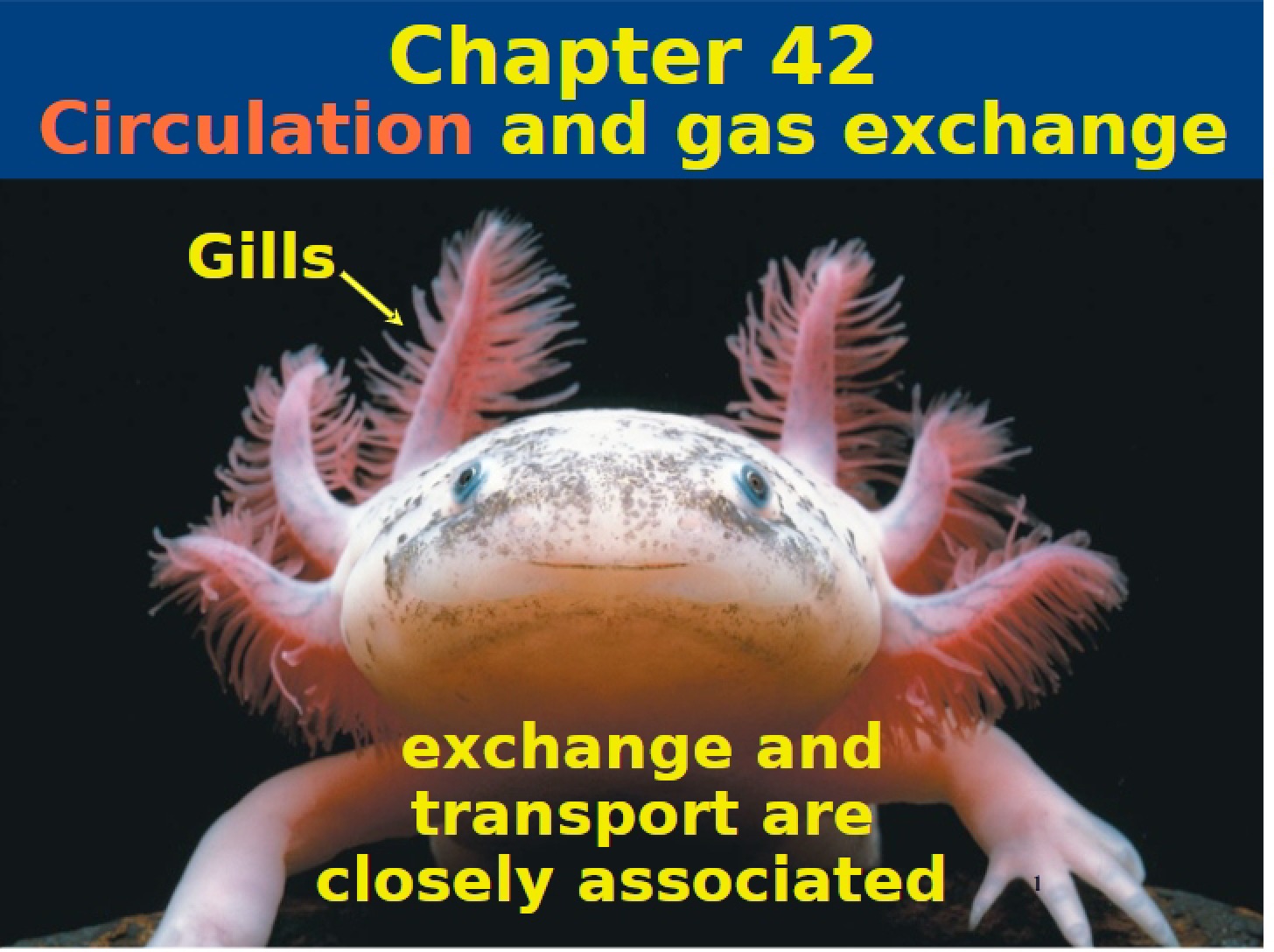 Content for Chapter 42