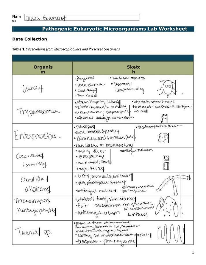 Lab Worksheet - Pathogenic Eukaryotic Microorganisms