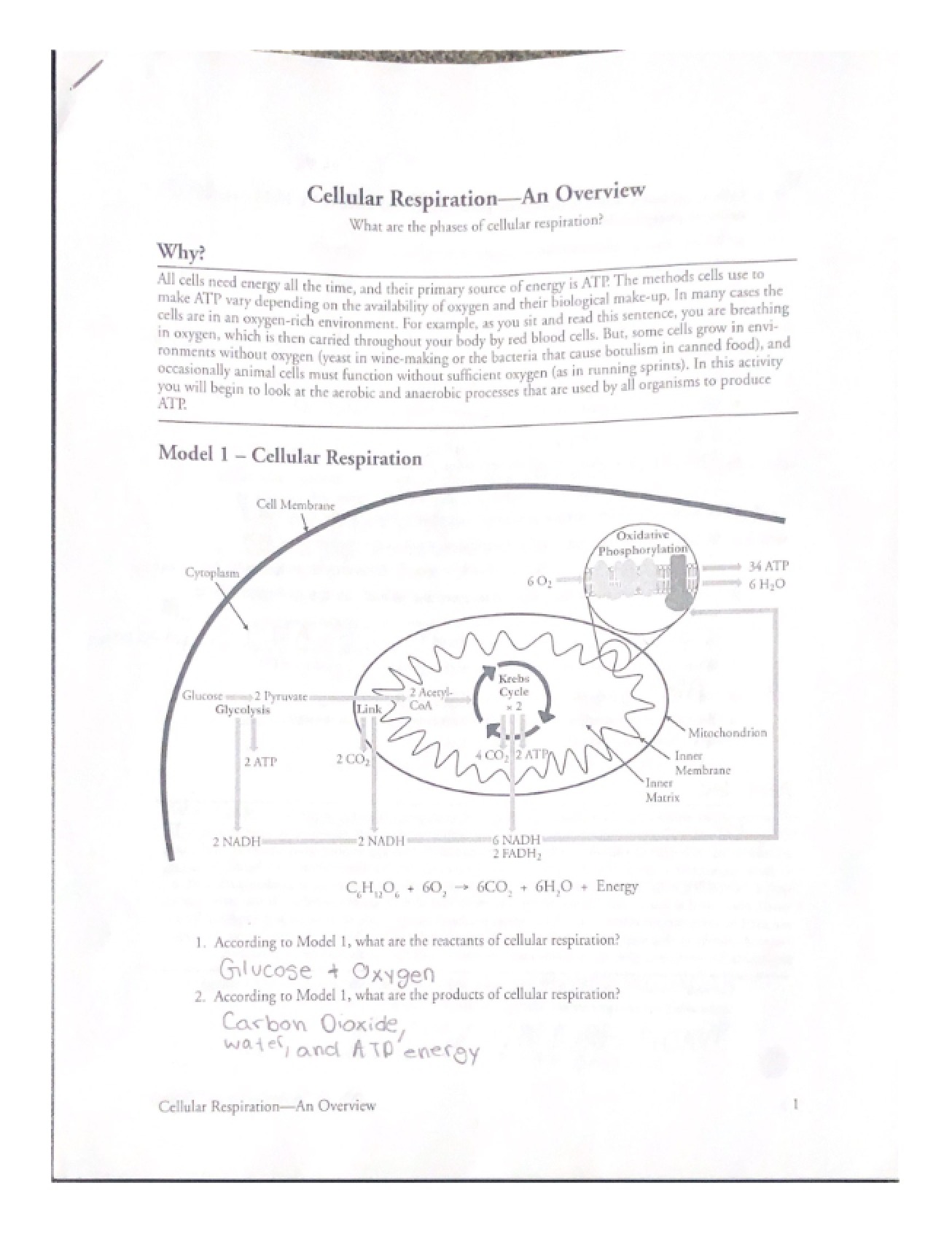 Cellular Respiration Summary