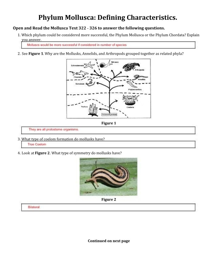 Introduction to Mollusca