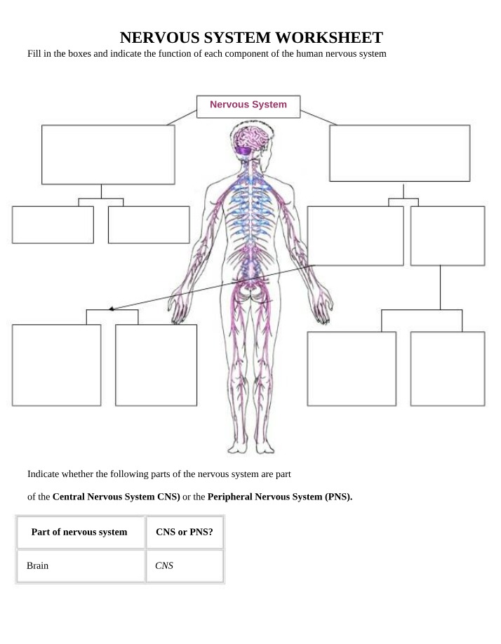 Worksheet on the Nervous System