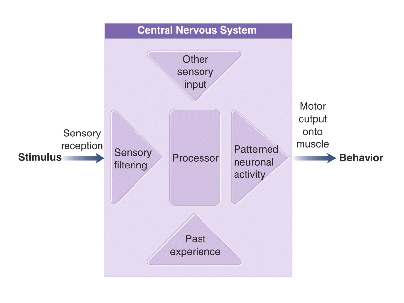 System of the Central Nerves