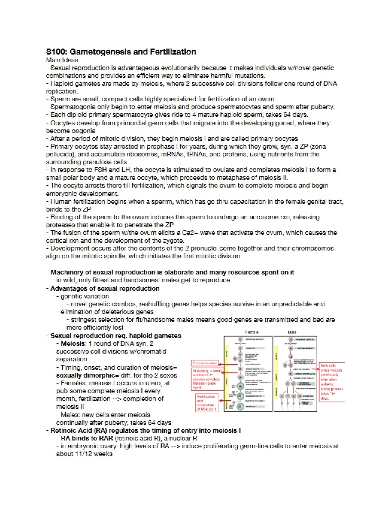 Lecture Review for Gametogenesis