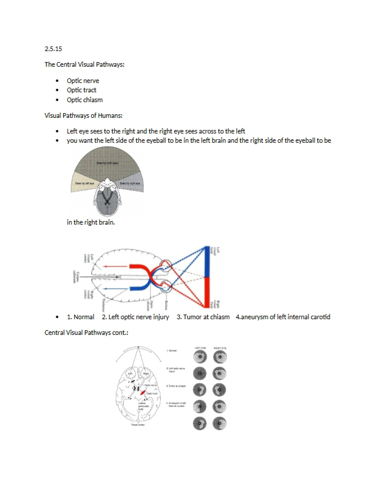 Visual Pathways of the Central System