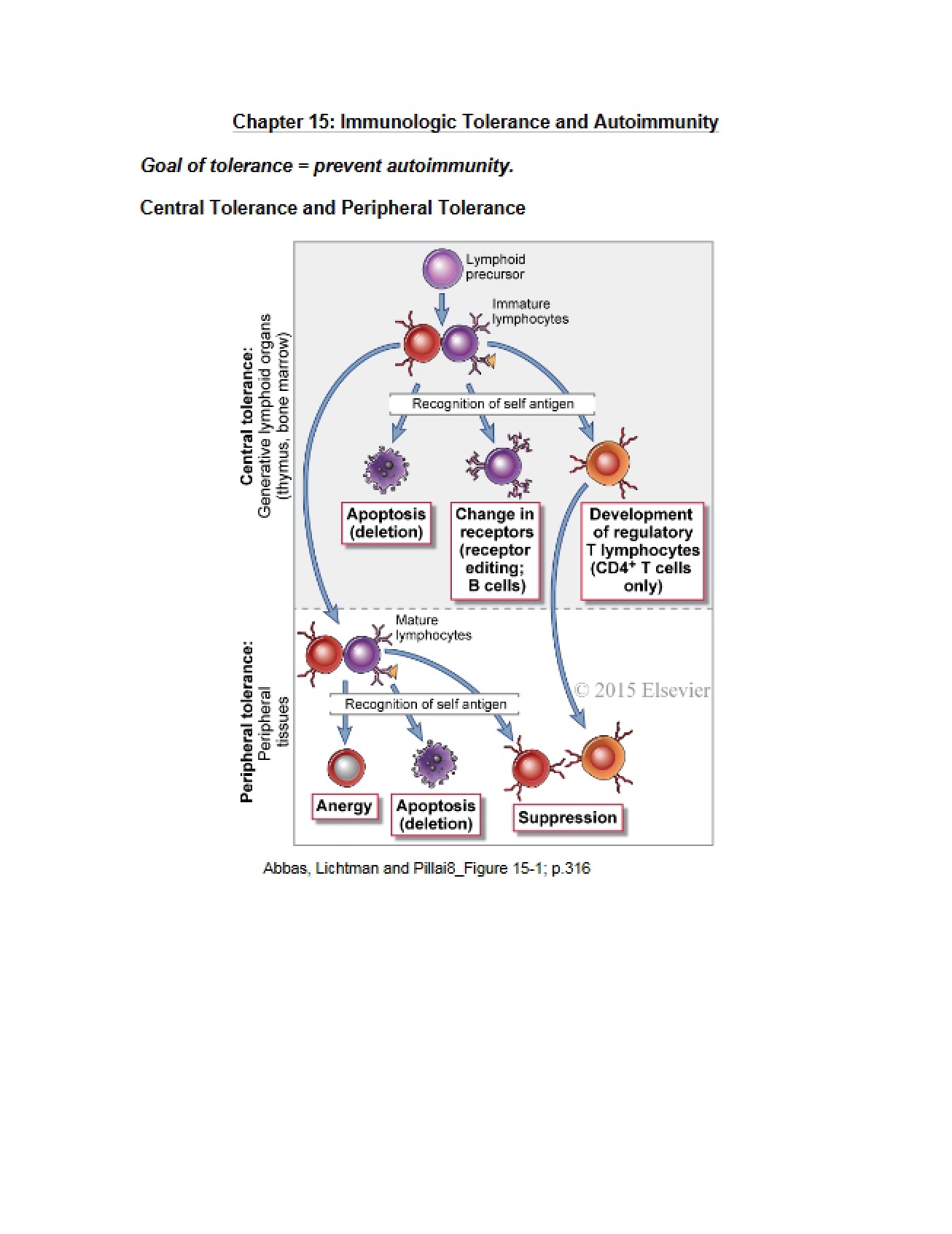 Immunology Chapter 15 Notes