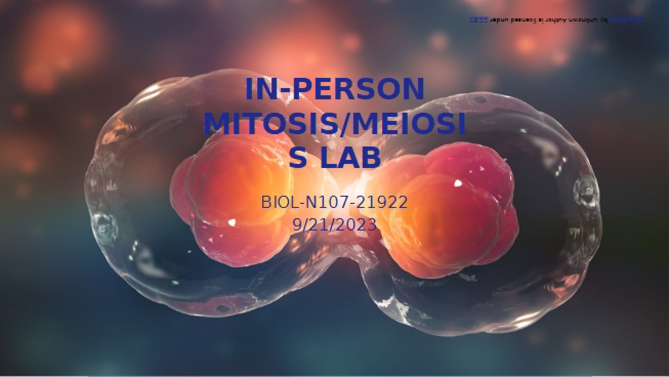 Mitosis Lab (In-Person)