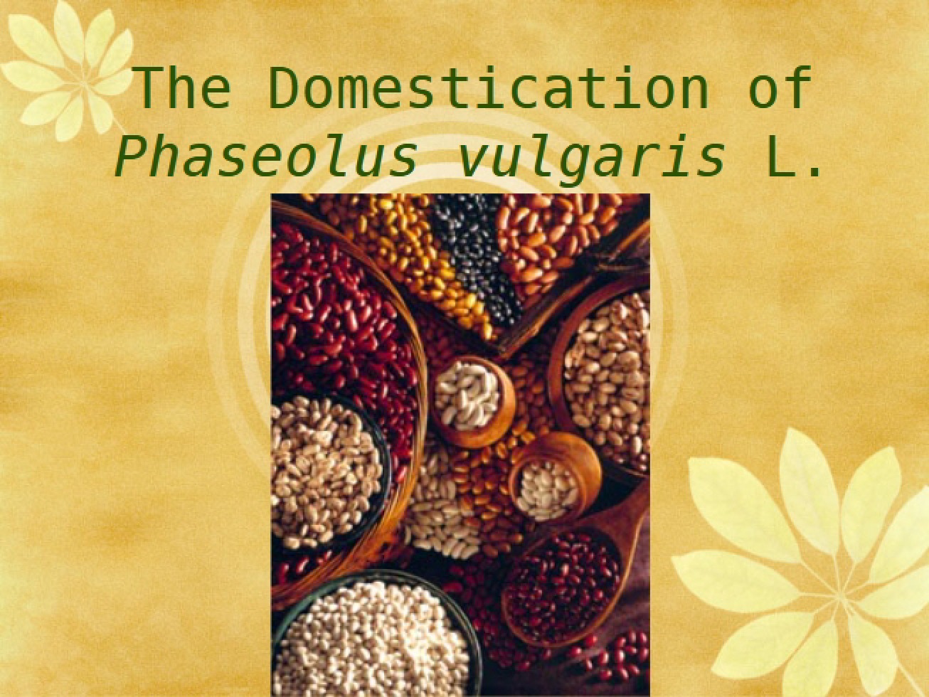 Phaseolus Vulgaris L Domestication