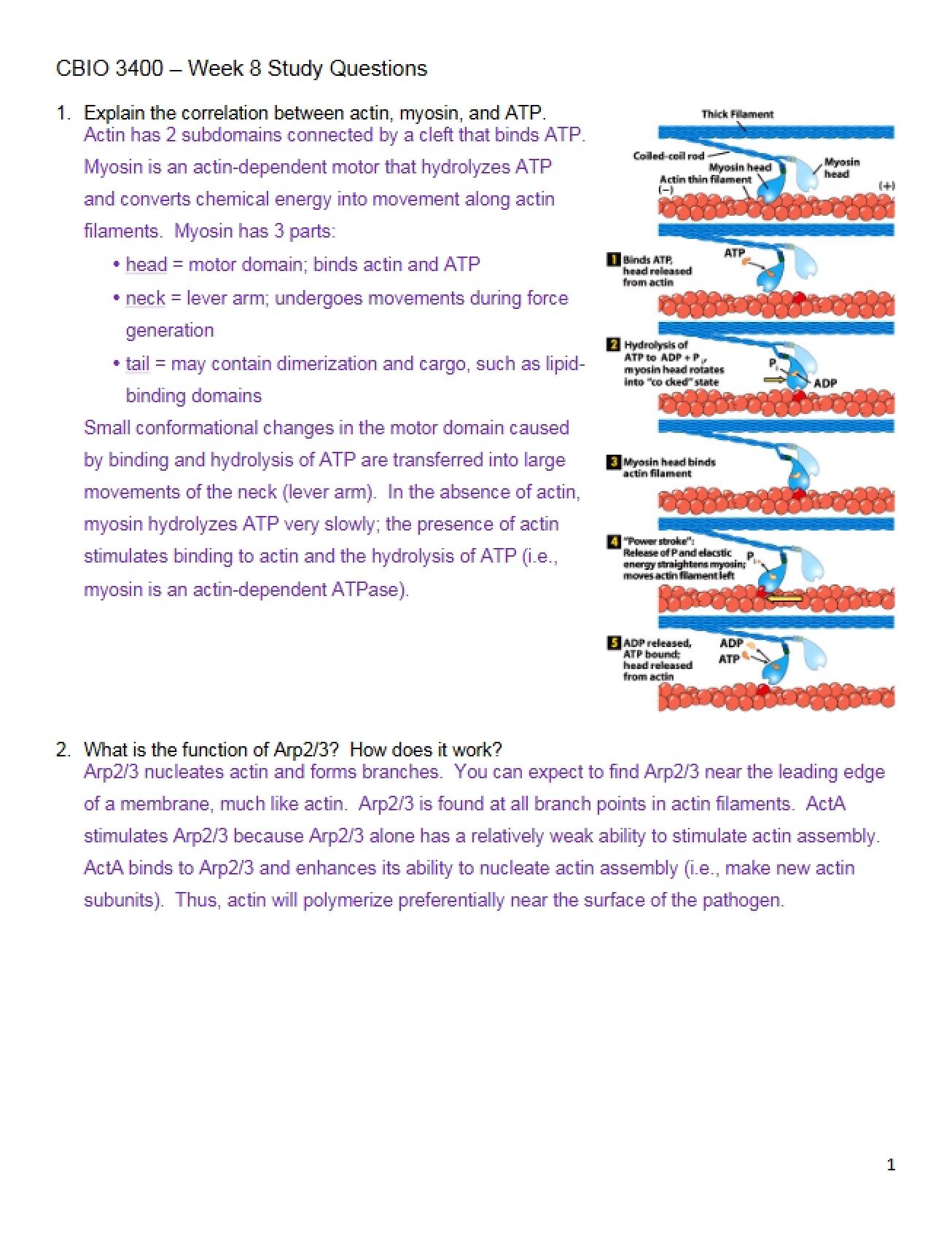 Study Guide (Set 2)