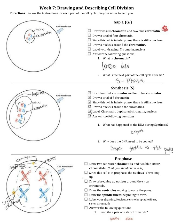 Drawing and Describing the Cell - Cell Division