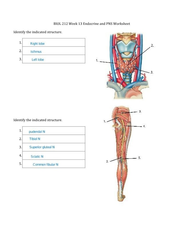 Worksheet for Endocrine and PNS