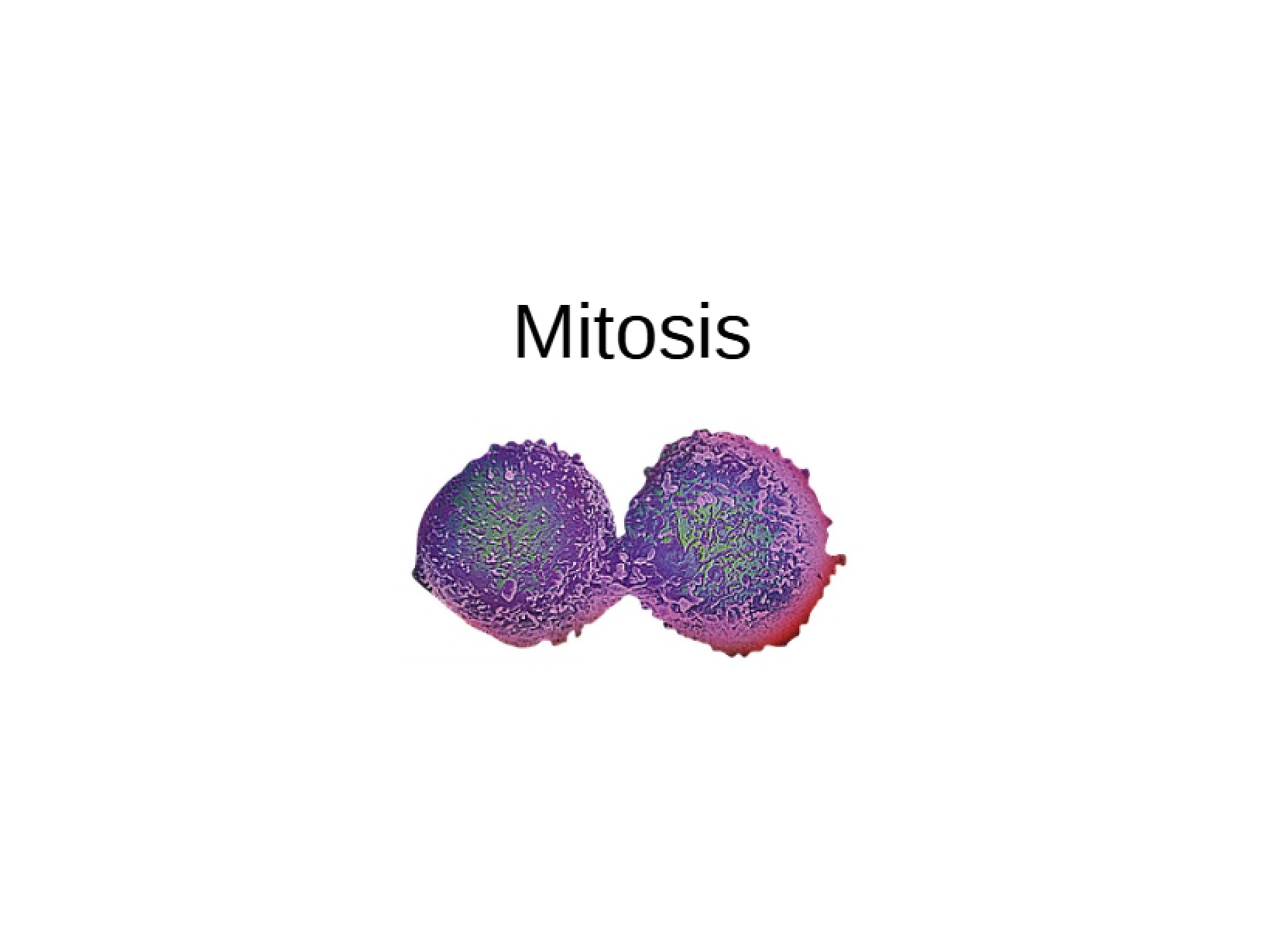 Mitosis Concepts