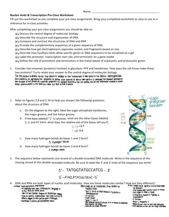 Nucleic Acids and Transcription Pre-Class Worksheet Item 4
